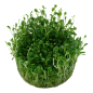 Preview: Glossostigma elatinoides/ Australisches Zungenblatt 1-2-Grow!